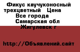 Фикус каучуконосный трехцветный › Цена ­ 500 - Все города  »    . Самарская обл.,Жигулевск г.